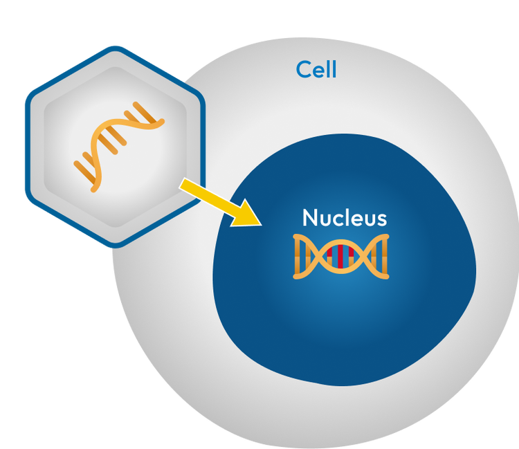 AAV delivering a functioning gene in a cell illustration