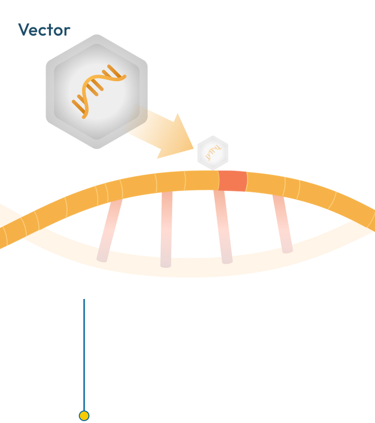 Gene therapy with vector