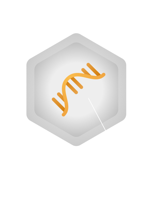 Viral vector illustration with capsid and functional gene labeled