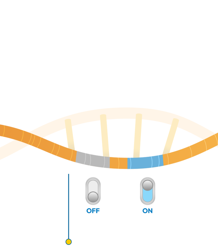 Gene regulation with on and off switch